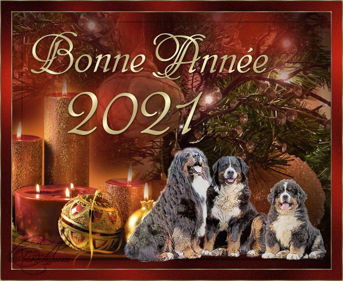 Bonne Année 